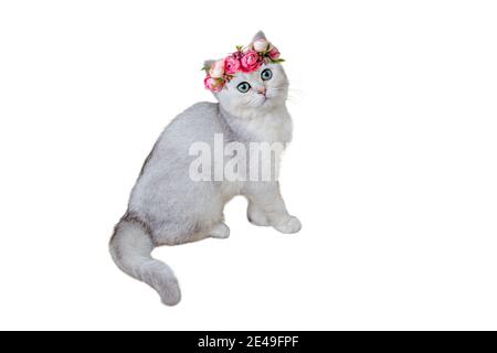 Adorable chaton gris de race britannique dans une couronne de fleur rose assis sur un fond blanc. Banque D'Images