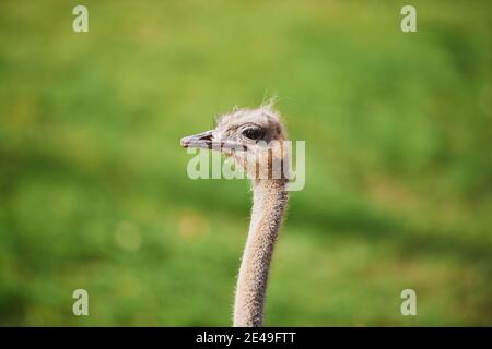 Autruche sud-africaine (Struthio camelus australis), portrait, latéralement, Bavière, Allemagne, Europe