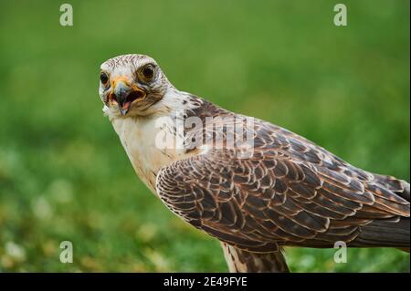 Portrait d'un Faucon Lanner (Falco biarmicus) avec des ailes surélevées, Bavière, Allemagne, Europe Banque D'Images