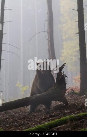 Braunbaer, Ursus arctos, ours brun Banque D'Images