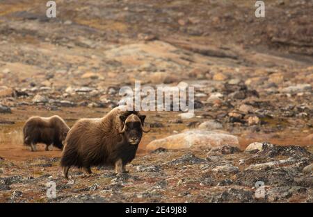 Muskox baie d'Ungava Banque D'Images