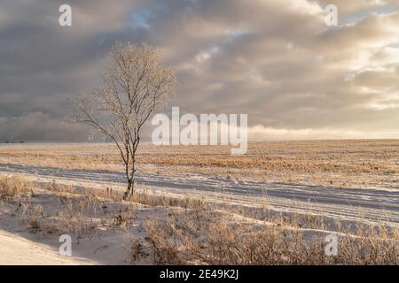 Ciel nuageux à l'aube au-dessus des terres agricoles dans les régions rurales de l'Île-du-Prince-Édouard, Canada. Banque D'Images