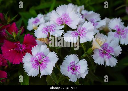 Fleurs connues sous le nom de Dianthus Chinensis ou aussi connue sous le nom de Rainbow Pink. C'est une plante vivace herbacée. Beau bouquet de fleurs. Banque D'Images