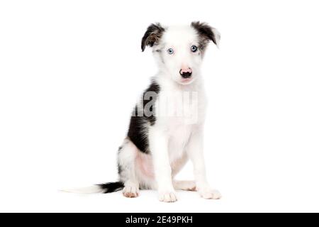 Border Collie puppy dog devant un fond blanc Banque D'Images