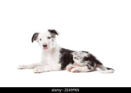 Border Collie puppy dog devant un fond blanc Banque D'Images