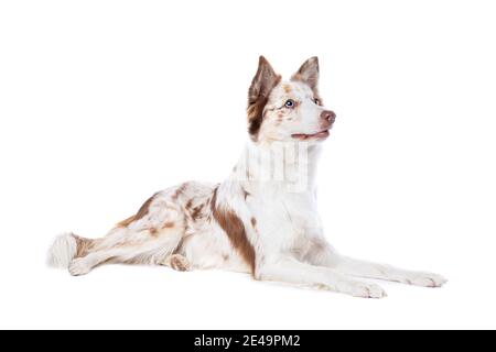 Chien collie rouge à bordure de merle devant un blanc arrière-plan Banque D'Images