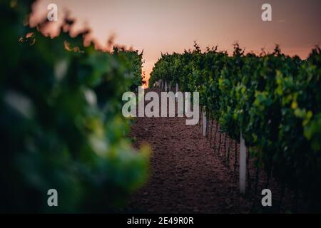 Coucher de soleil dans un vignoble en Moravie du Sud, République tchèque Banque D'Images