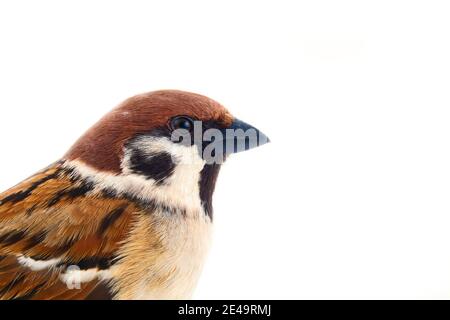 Les oiseaux sont les plus communs dans l'environnement humain. Erape d'arbre eurasien (Passer montanus) en dynamique isolée sur fond blanc Banque D'Images