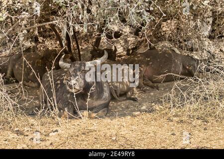 Les buffles d'eau se reposent à l'ombre des arbres au milieu d'une chaude journée d'été. Laos Banque D'Images