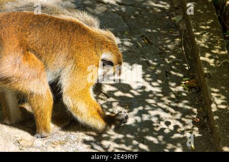 Arrosage. Toque macaque (Macaca sinica) (nourrissant la femelle) tente de lécher l'eau suintant sur les pierres de route, il est Sri Lanka endémique Banque D'Images