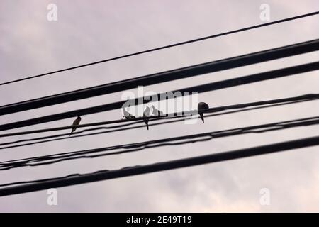 Troupeau de Munias à rumpes blanches (Lonchura striata) sur fil électrique. Sri Lanka hiver Banque D'Images