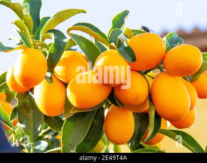 Evergreen arbuste Kumquat, famille Citrus Banque D'Images