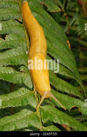 Gros plan d'une cosse jaune de bananes du Pacifique, Ariolimax columbianus. Banque D'Images