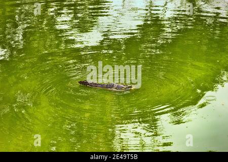 Le moniteur d'eau asiatique, kabaragoya (Varanus salvator komaini - plus sombre), nage dans le lac. Thaïlande Banque D'Images