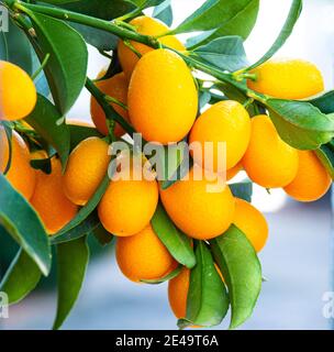 Evergreen arbuste Kumquat, famille Citrus Banque D'Images