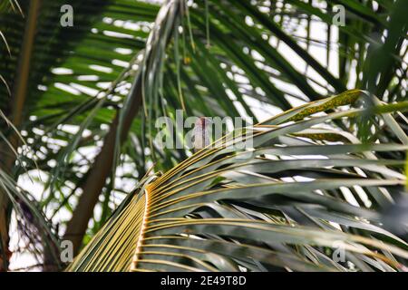 Amadina, la munia tachetée (Lonchura punctulata punctulata, paire) est assise entre les feuilles de palme. Sri Lanka Banque D'Images