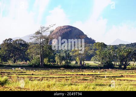 Un affleurement rocheux dans les contreforts du plateau central, vestiges de la forêt tropicale, rizières et aigrettes. Paysage d'hiver typique de Sri Link intérieur Banque D'Images