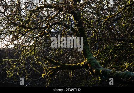Lichen sur un arbre ancien, le château de Llandaff. Banque D'Images