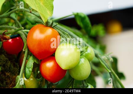 Tomates mûres bio sur la vigne prêtes à être cueillies avec ceux non affinés en arrière-plan Banque D'Images