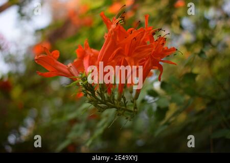 Chèvrefeuille de cape ou arbuste Tecoma capensis avec fleurs d'orange. Tecoma capensis (nom commun de Cape Honeysuckle) est une espèce de plante à fleurs dans le f Banque D'Images