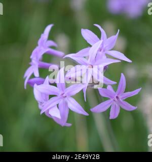 Société fleurs roses de l'ail avec fond vert (Tulbaghia violacea ). Liliaceae plante bulbeuse vivace Banque D'Images