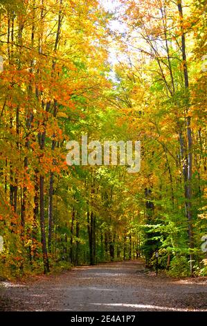 La couleur de l'automne dans la région de Hiawatha National Forest au camping du lac Colwell Banque D'Images