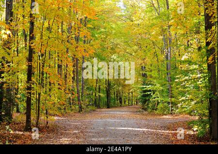 La couleur de l'automne dans la région de Hiawatha National Forest au camping du lac Colwell Banque D'Images