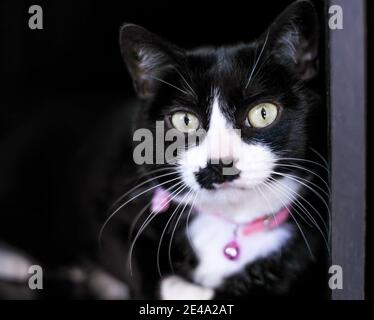 Un chat court Tuxedo noir et blanc portant un collier Banque D'Images