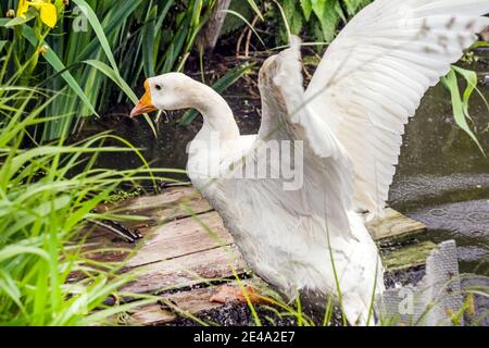 Oie blanche adulte avec ailes hors de l'eau en été jour Banque D'Images