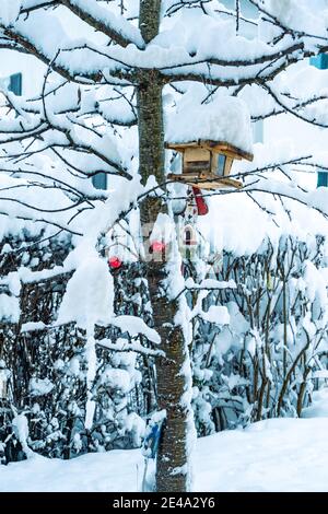 Verschneiter Kirschbaum mit Vogelhaus und roten Christbaum Kugeln. Cerisier enneigé avec mangeoire à oiseaux et boules rouges d'arbre de Noël, dans le jardin extérieur Banque D'Images