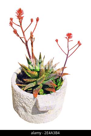 Plante florale d'Agave en terrain rocheux. Banque D'Images