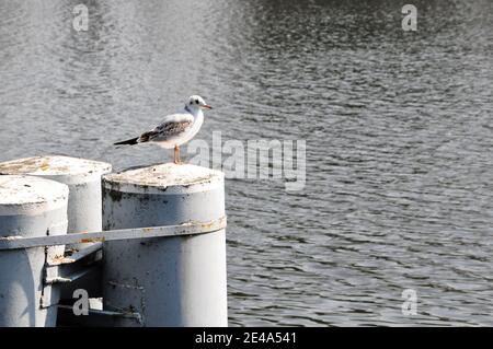 Mouette reposant sur la structure métallique sur la rive du lac. Banque D'Images