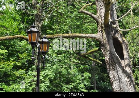 Lampe Arbre creux