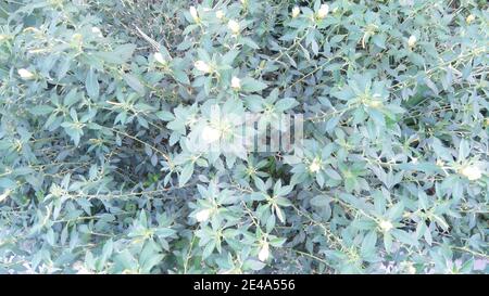 Damiana, Turnera diffusa, jardin public, São Paulo, Brésil Banque D'Images