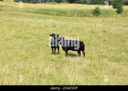 Troupeau de vaches brunes et noires en pâturage, Pologne orientale, Europe. Banque D'Images
