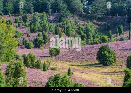 Wilsede, dépression Totengrund, bruyère sablonneuse, bruyère à fleurs (Calluna vulgaris), genévrier commun (Juniperus communis), Lüneburger Heide / Lüneburg Heath, Niedersachsen / Basse-Saxe, Allemagne Banque D'Images