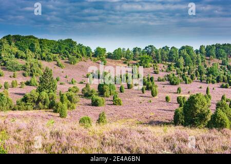 Wilsede, dépression Totengrund, bruyère sablonneuse, bruyère à fleurs (Calluna vulgaris), genévrier commun (Juniperus communis), Lüneburger Heide / Lüneburg Heath, Niedersachsen / Basse-Saxe, Allemagne Banque D'Images