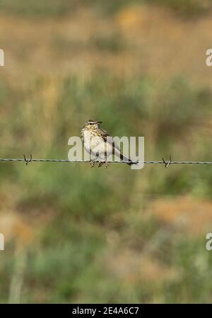 Pipit africaine (Anthus cinnamomeus rufuloides) adulte perchée sur une clôture en barbelés Wakkerstroom, Afrique du Sud Novembre Banque D'Images