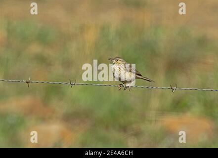 Pipit africaine (Anthus cinnamomeus rufuloides) adulte perchée sur une clôture en barbelés Wakkerstroom, Afrique du Sud Novembre Banque D'Images