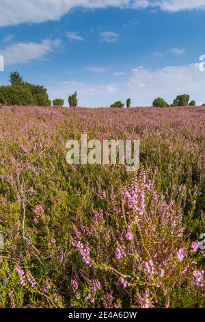 Wilsede, dépression Totengrund, bruyère sablonneuse, bruyère à fleurs (Calluna vulgaris), genévrier commun (Juniperus communis), Lüneburger Heide / Lüneburg Heath, Niedersachsen / Basse-Saxe, Allemagne Banque D'Images