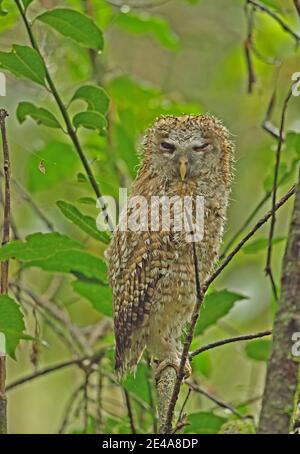 Hibou des bois d'Afrique (Strix woodfordii woodfordii) juvénile perché sur la branche, humide après la pluie Mont Sheba, Afrique du Sud Novembre Banque D'Images