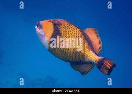 le triggerfish géant vert nage dans la mer bleue Banque D'Images