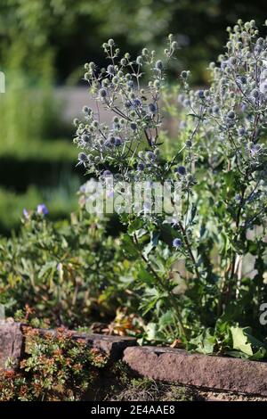 Eryngo bleu (Eryngium planum) sur un mur de pierre sec Banque D'Images