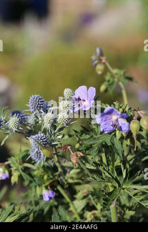 Eryngo bleu (Eryngium planum) avec bec de canneberge (Geranium pratende) Banque D'Images