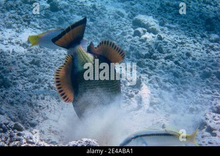 le grand triggerfish géant vert creuse dans un fond sablonneux Banque D'Images