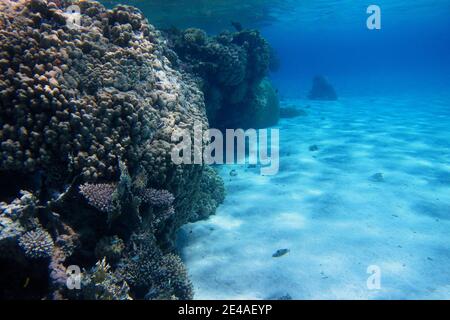 corail coloré et sable blanc dans l'eau peu profonde de une baie Banque D'Images