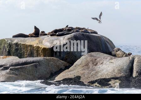 Phoque à fourrure d'Afrique du Sud (Arctocephalus pusillus pusillus), colonie de phoques à fourrure sur les rochers de la mer, False Bay, Simons Town, Afrique du Sud, Océan Indien Banque D'Images