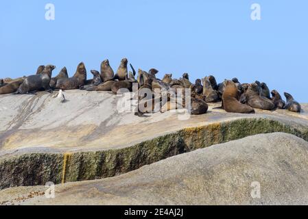 Phoque à fourrure d'Afrique du Sud (Arctocephalus pusillus pusillus), colonie de phoques à fourrure sur les rochers de la mer, False Bay, Simons Town, Afrique du Sud, Océan Indien Banque D'Images