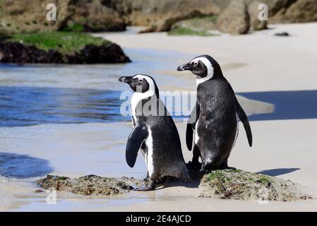 Une paire de pingouins africains (Spheniscus demersus), Boulders Beach ou Boulders Bay, Simons Town, Afrique du Sud, Océan Indien Banque D'Images