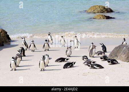 Colonie de pingouins africains (Spheniscus demersus) sur la plage, Boulders Beach ou Boulders Bay, Simons Town, Afrique du Sud, Océan Indien Banque D'Images